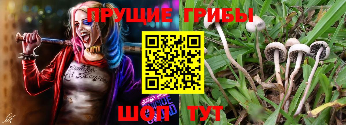 Псилоцибиновые грибы GOLDEN TEACHER  Галлюциногенные грибы Cubensis  Северск  Вход с VPN 